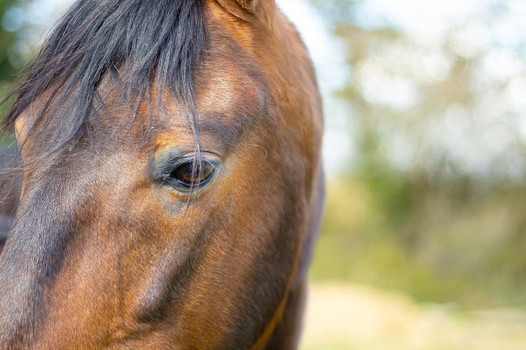 chaflossi equine photography 馬