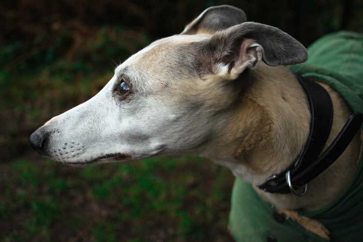 chaflossi dog portrait 犬の写真